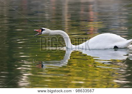 Beautiful swan reflection while yelling.