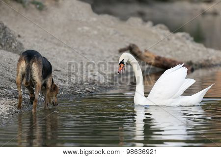 Dog and swan meet at Lake Beletsi in Greece.