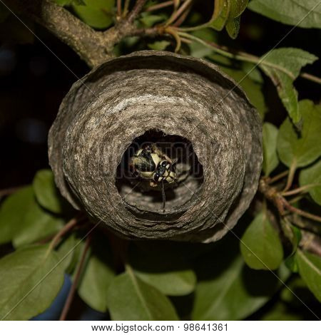 A wasp at home