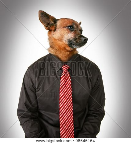 portrait of a chihuahua mix dog as a business looking off to the side man wearing a suit and red tie isolated on a gray background