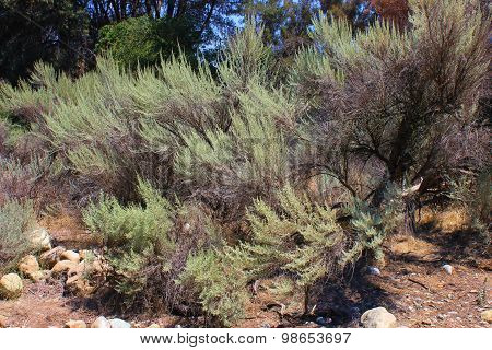 Wild Sage