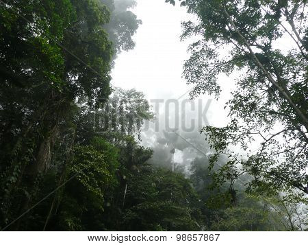 Cloud forest