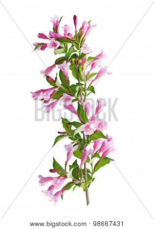 Weigela Branch