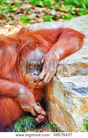 Orang Utan.