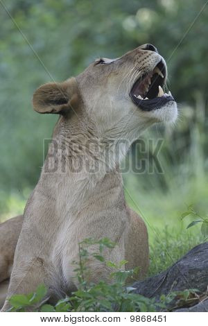 Afrikanska lejoninna