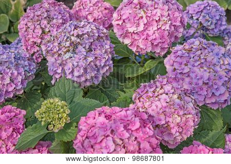 Beautiful hydrangeas in the garden