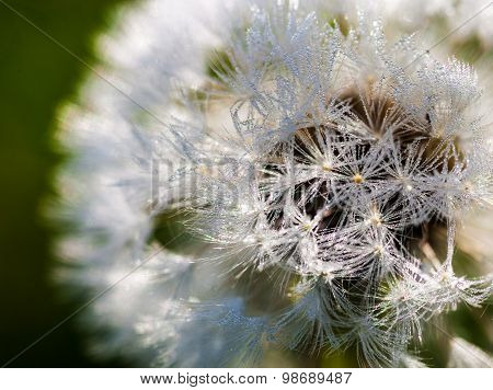 Closeup Of The Seeds Of The Dandelion Flower With The Drops Of Dew