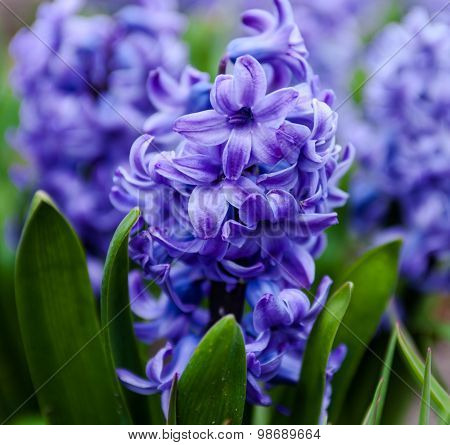 Blue Flowers Of Hyacinth