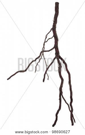 Roots tree