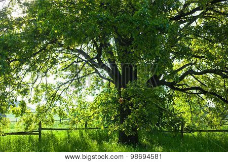 The Old Oak Tree In Bright Summer Day