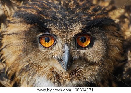 Spotted Eagle-owl - Bubo Bubo