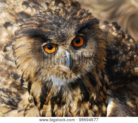 Spotted Eagle-owl - Bubo Bubo