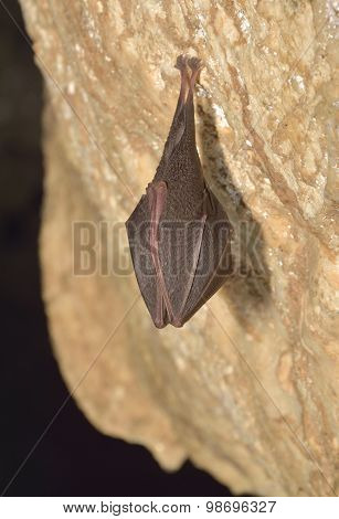 Greater Mouse-eared Bat ( Myotis Myotis)