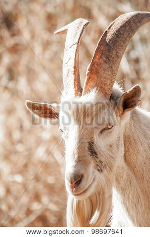 Saanen Billy Goat