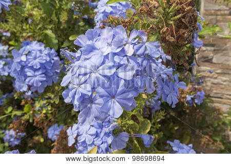 Blue Flowers Plumbago Auriculata, Cape Leadwort, Blue Jasmine