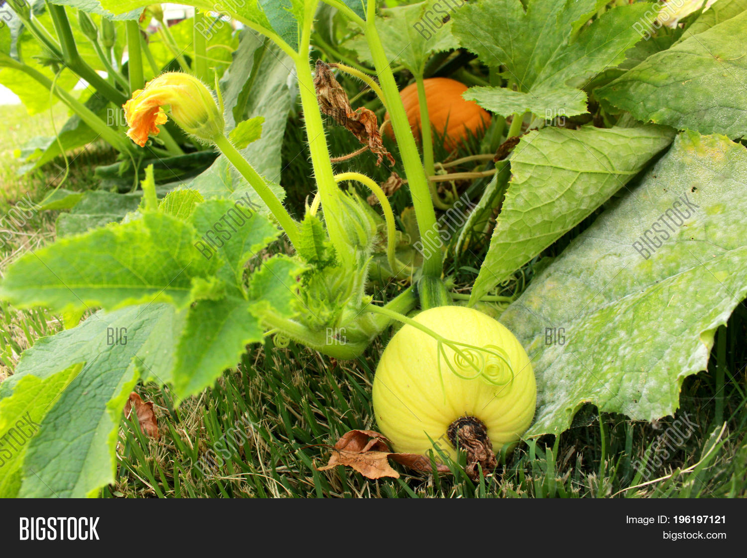 Two Pumpkins Grow On Image & Photo (Free Trial) Bigstock