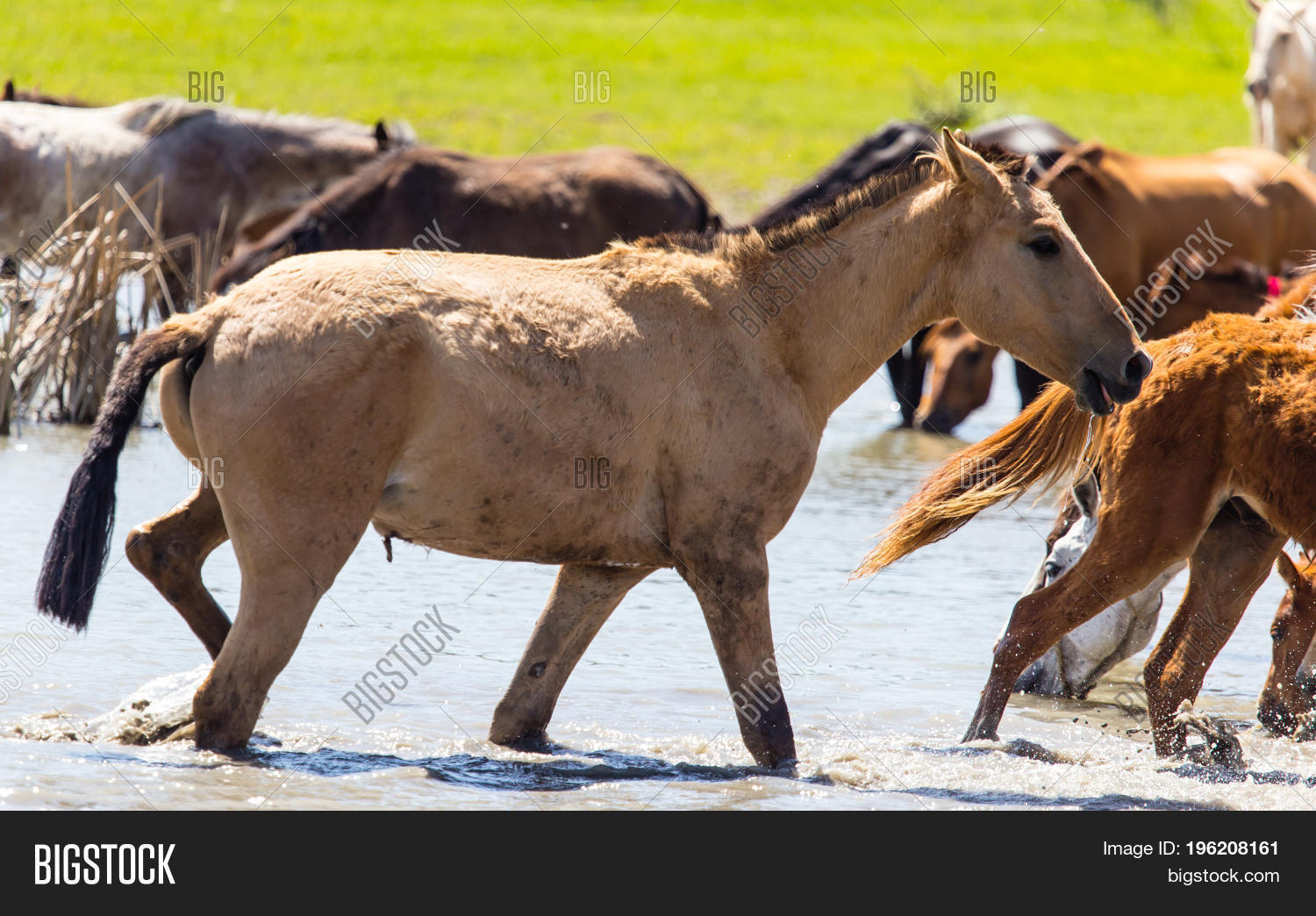 Horse On Watering Image & Photo (Free Trial) Bigstock