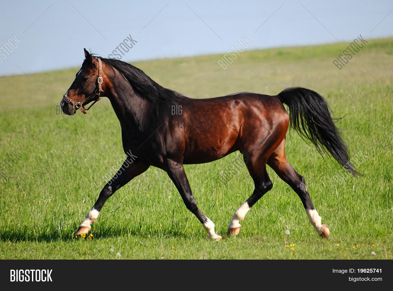 ภาพและภาพถ่าย (ทดลองใช้ฟรี) | Bigstock