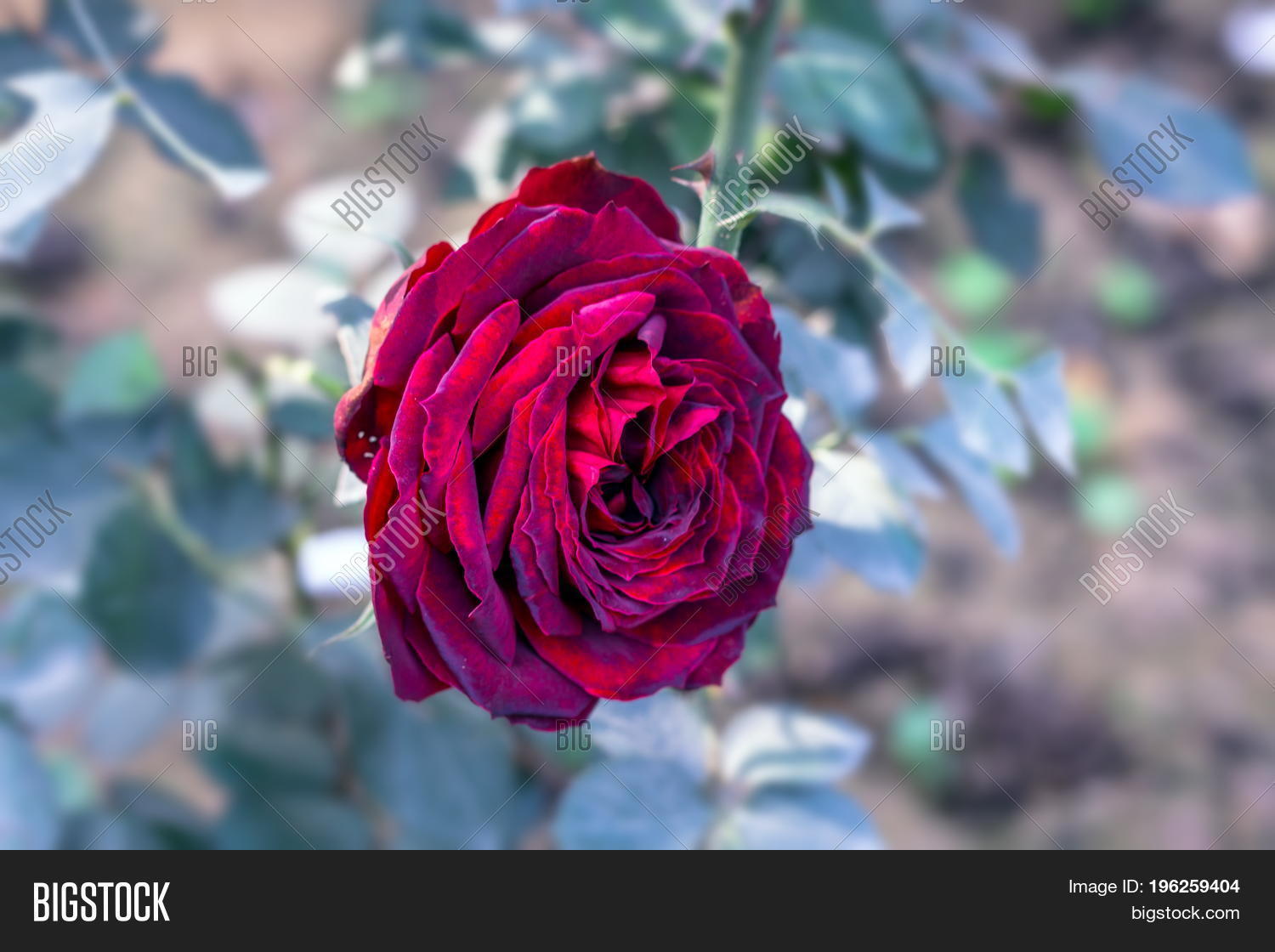 Early Morning Image & Photo (Free Trial) | Bigstock