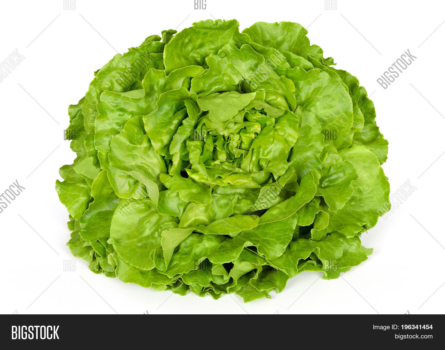 Butterhead Lettuce Image & Photo (Free Trial) Bigstock
