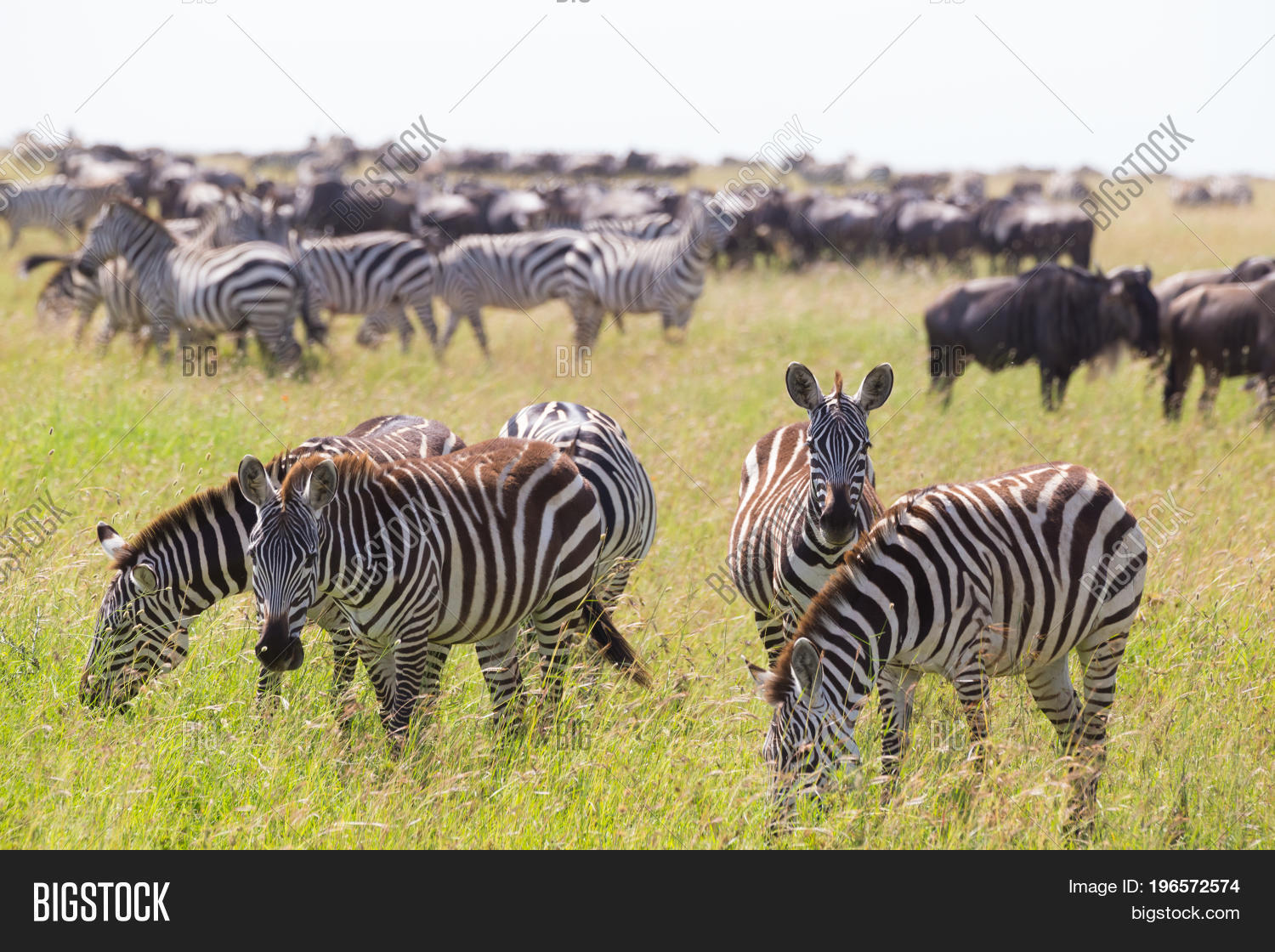 Big Herd Zebras Image & Photo (Free Trial) Bigstock