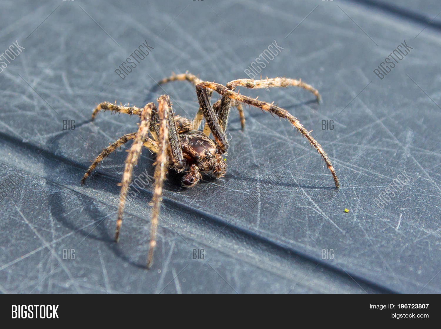 3д модель паука монстра. Brown recluse паук. Паук воронковый тарантул. Коричневый паук отшельник. Крулл / krull (1983).