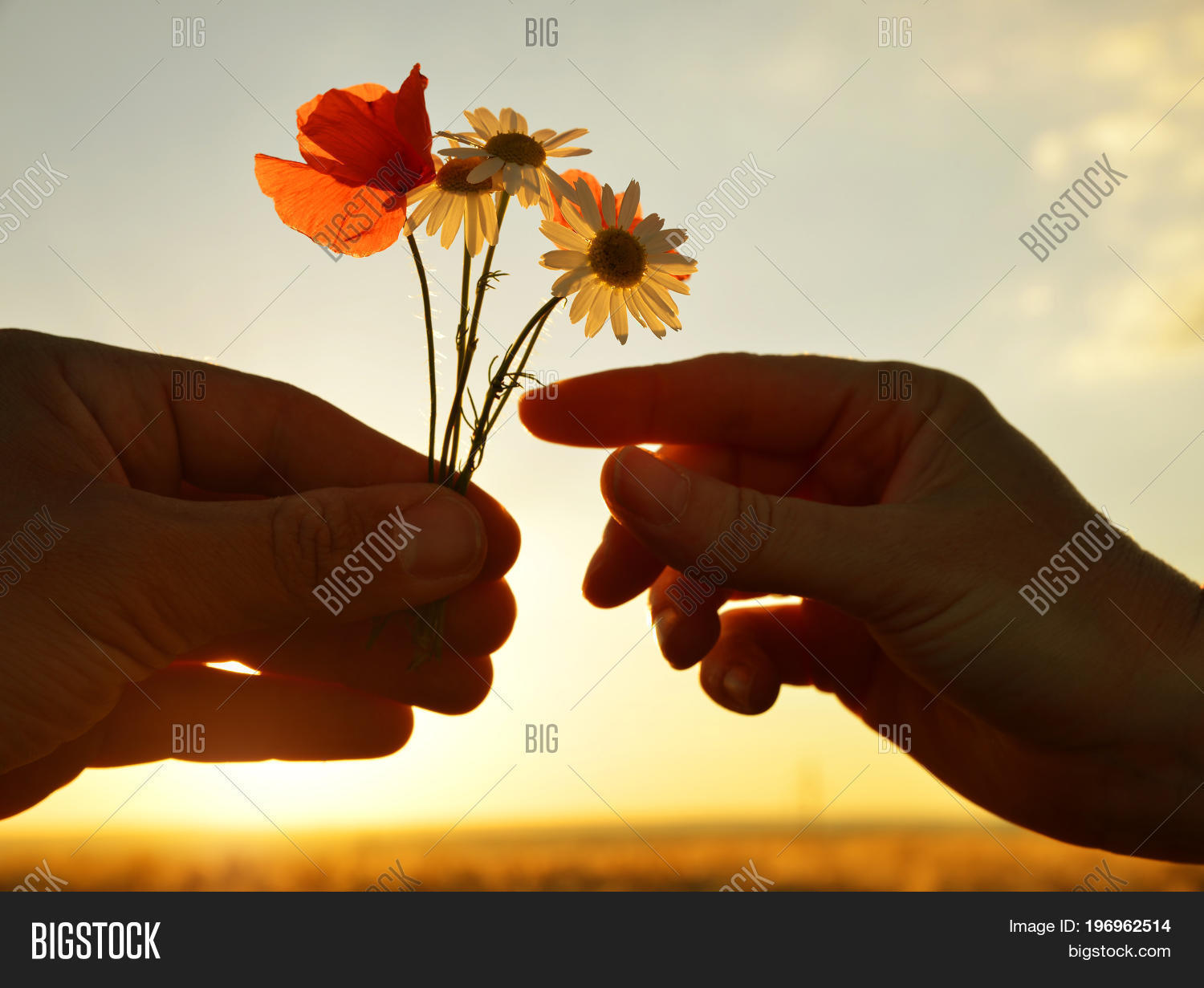 Hand Gives Flowers Image & Photo (Free Trial) Bigstock
