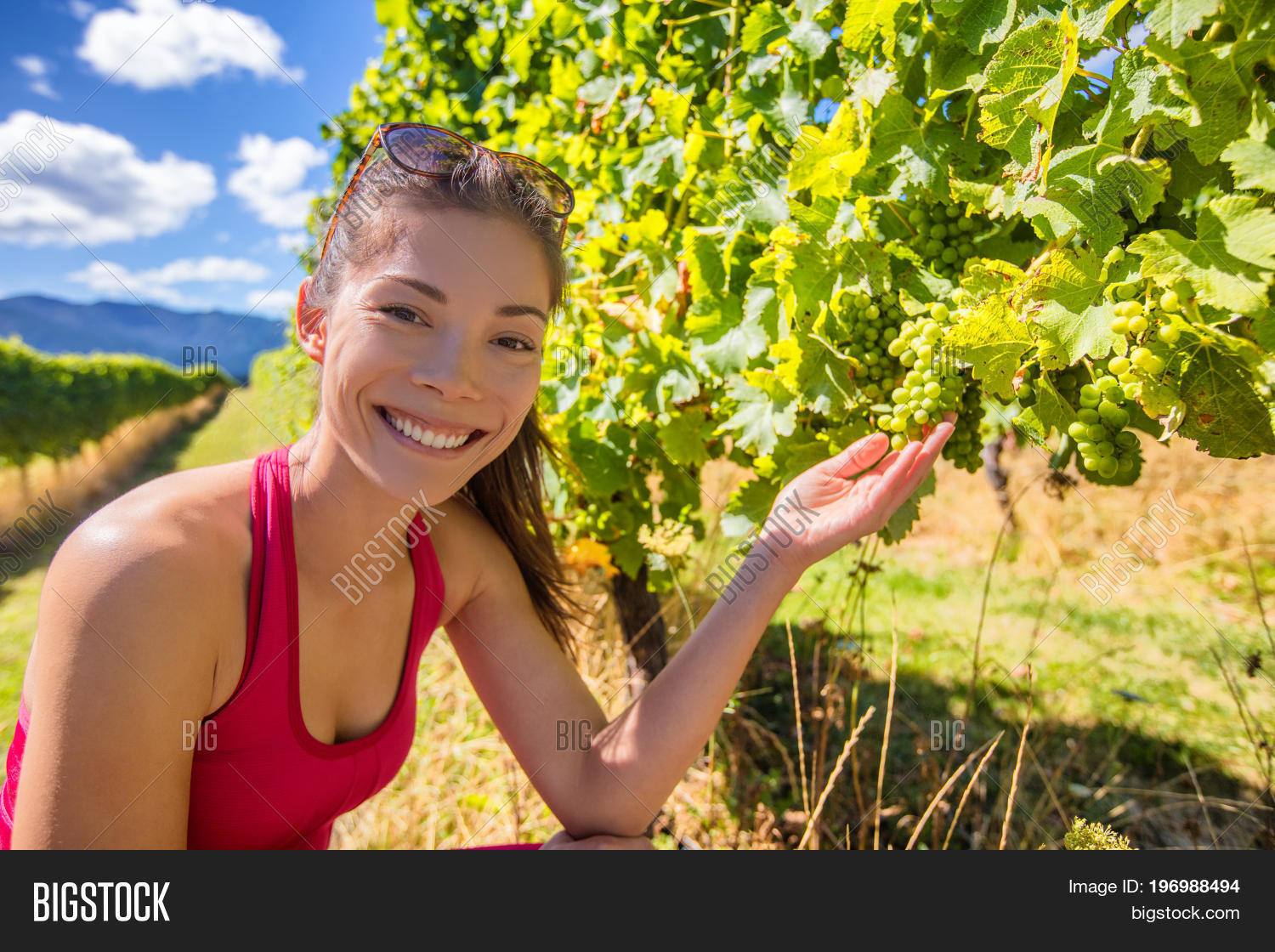 Vineyard Winery Image & Photo (Free Trial) Bigstock