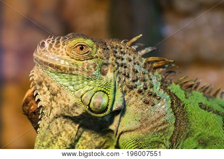Aggressive green iguana with raised head close-up
