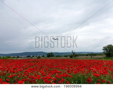 Plane flies in cloudy sky. Flowers Red poppies blossom on wild field. Beautiful field red poppies with selective focus. Red poppies in soft light. Natural Drugs. Glade red poppies. Lonely red poppy. blur