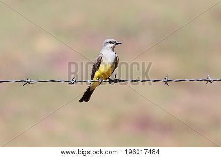 Western Kingbird (Tyrannus verticalis) on a barbed wire fence
