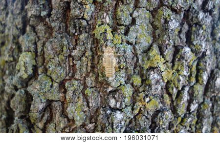 Cicada exoskeleton on an oak tree bark