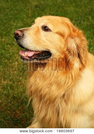 Golden retriever