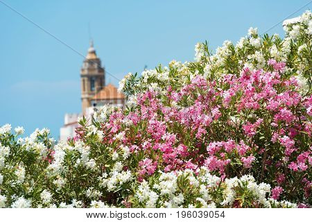 Blooming Oleander against the background of the church of Sant Bartomeu and Santa Tecla in Sitges Barcelona Catalunya Spain. Isolated on blue background