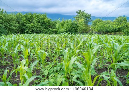Small Corn Field Agriculture. Green Nature. Rural Farm Land In Summer