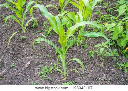Small Corn Field Agriculture. Green Nature. Rural Farm Land In Summer
