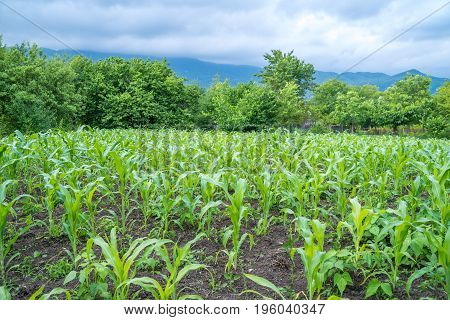 Small Corn Field Agriculture. Green Nature. Rural Farm Land In Summer