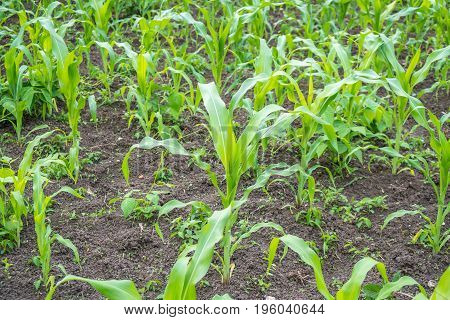 Small Corn Field Agriculture. Green Nature. Rural Farm Land In Summer