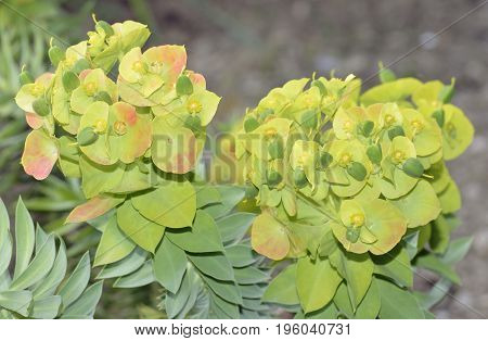 Upright Myrtle Spurge
