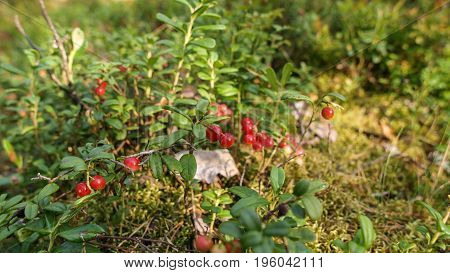 wild lingonberry plant close up photographed in Finnish forest