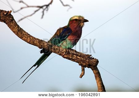 Roller Sabine's (Coracias caudata) Kruger Park South Africa