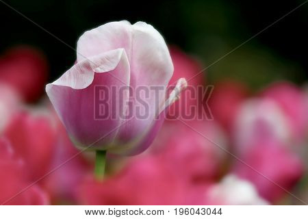 A lone pink tulip reaching for sunlight