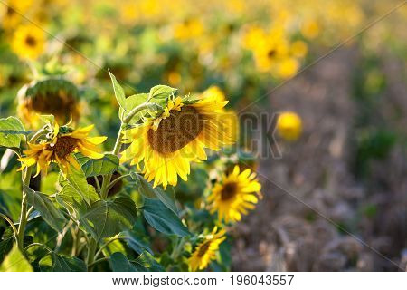 Sunflowers in garden. Sunflowers blooming in sunflower darden. Yellow paradise.