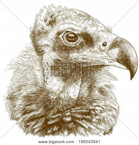 Vector antique engraving illustration of cinereous vulture isolated on white background