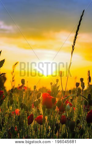 Colorful Landscape At Sunrise: Sun, Red Poppies And Blue Sky