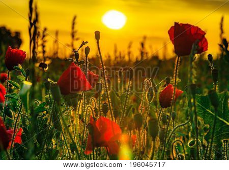 Colorful Closeup Of Poppies At Sunrise