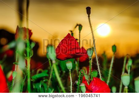Colorful Closeup Of Poppies At Sunrise