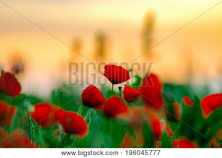 Colorful Closeup Of Poppies At Sunrise