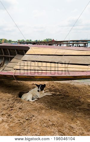 Familiar Dog On Don Det