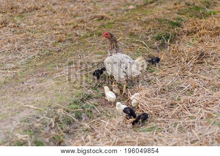 Chicken Family On Don Det